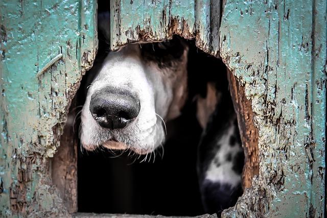 Dvířka pro psy do skleněných dveří: Co o nich říkají majitelé psů